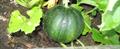 muskmelon , mushmelon, rockmelon, sweet melon,honeydew, Persian melon, or spanspek 